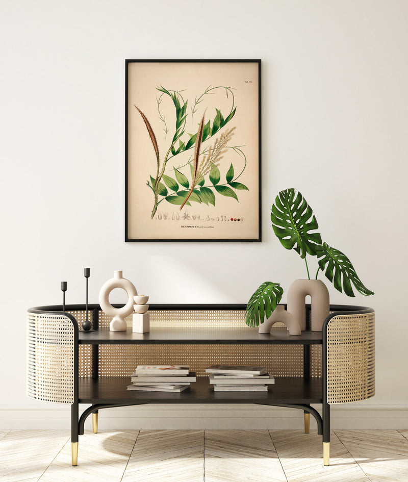 Desmoncus Polycanthos