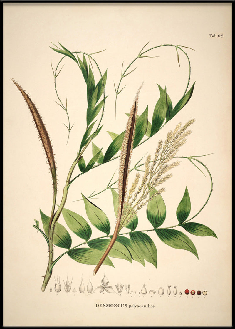 Desmoncus Polycanthos