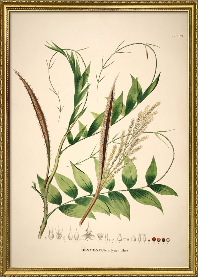 Desmoncus Polycanthos