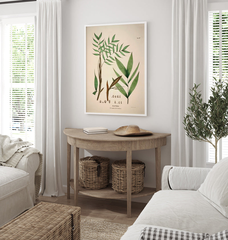 Bactris Cuspidata & Fissifrons