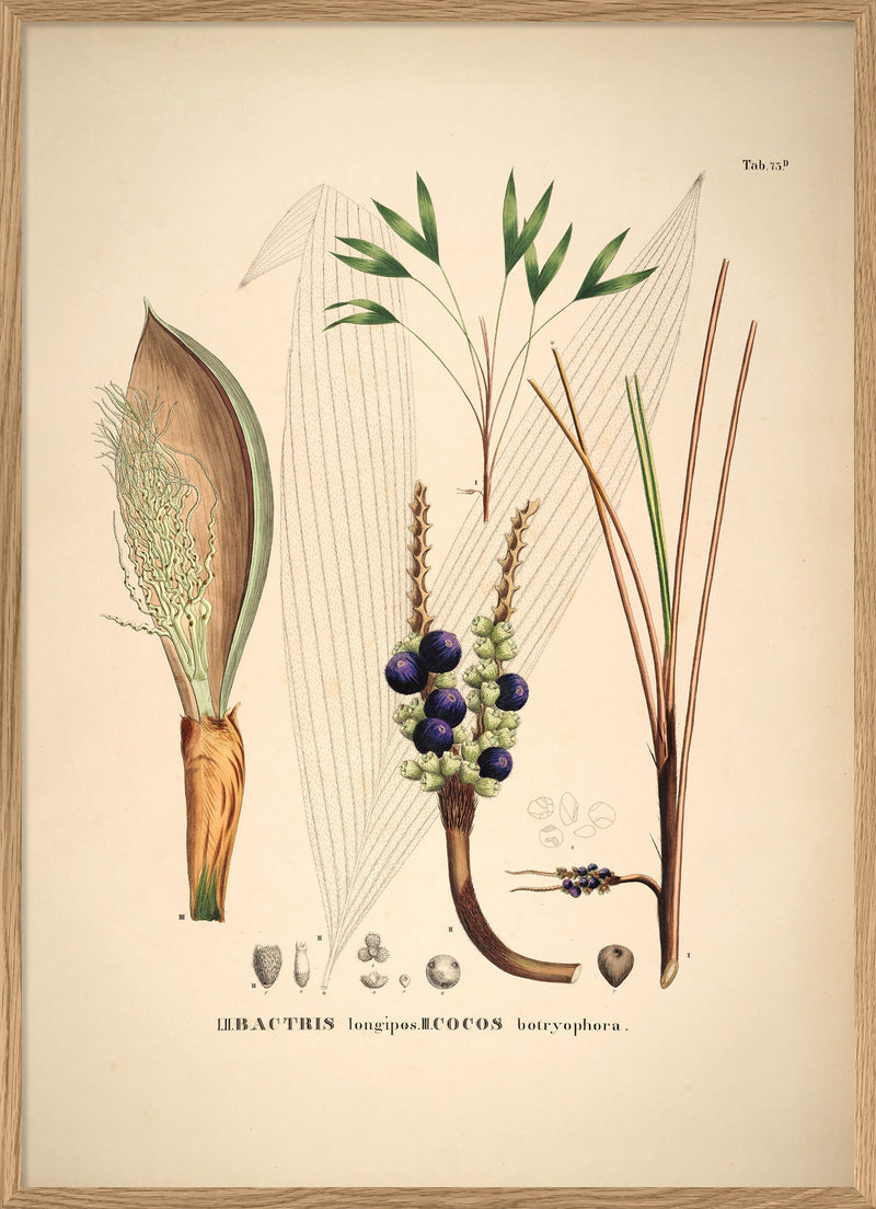 Bactris Longipos Cocos Botryophora