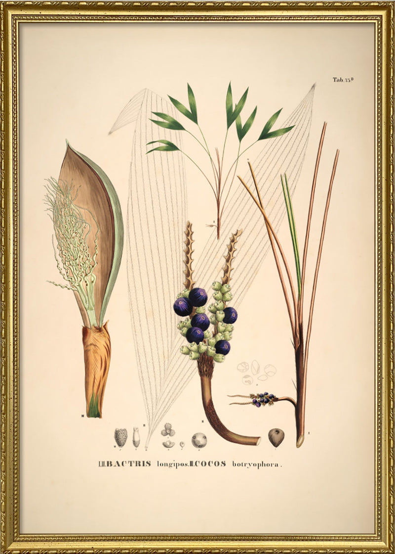 Bactris Longipos Cocos Botryophora