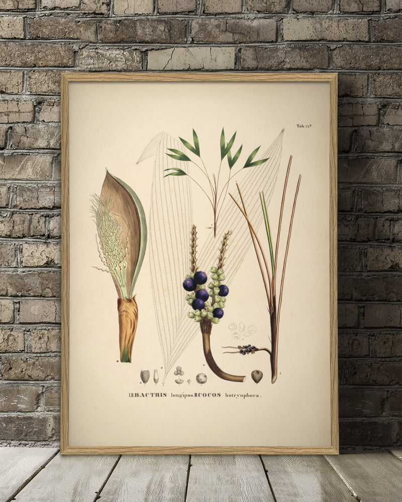 Bactris Longipos Cocos Botryophora