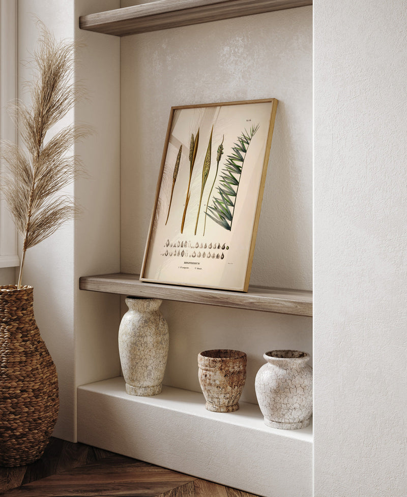 Diplothemium Campestre & Littorale