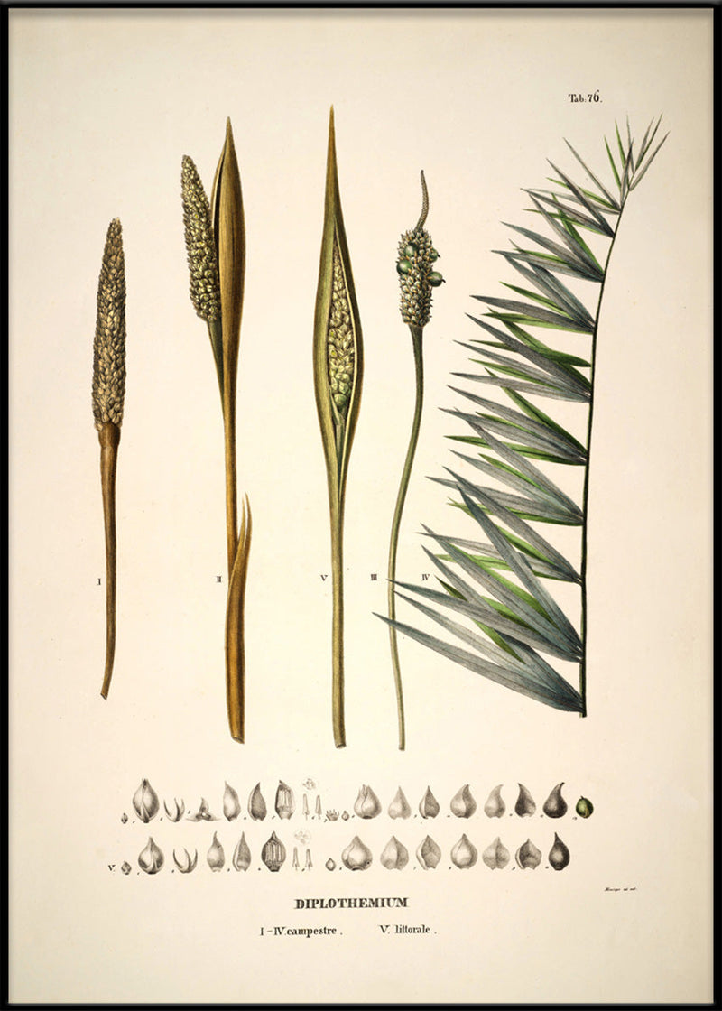 Diplothemium Campestre & Littorale