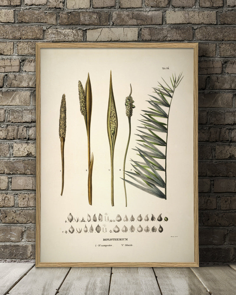 Diplothemium Campestre & Littorale