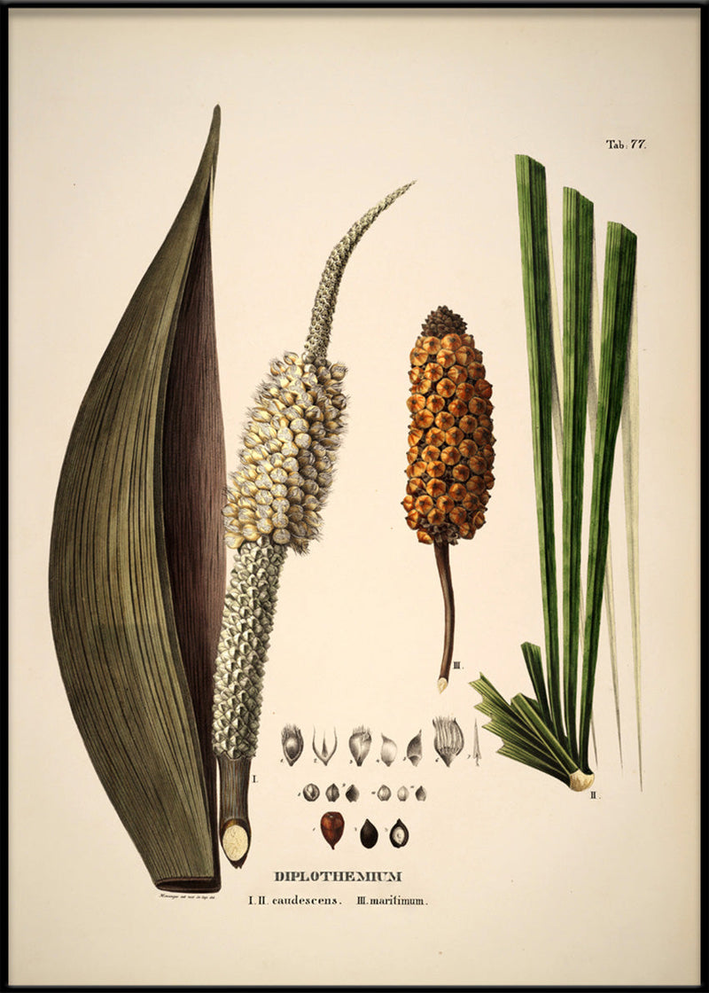 Diplothemium Caudescens & Maritimum