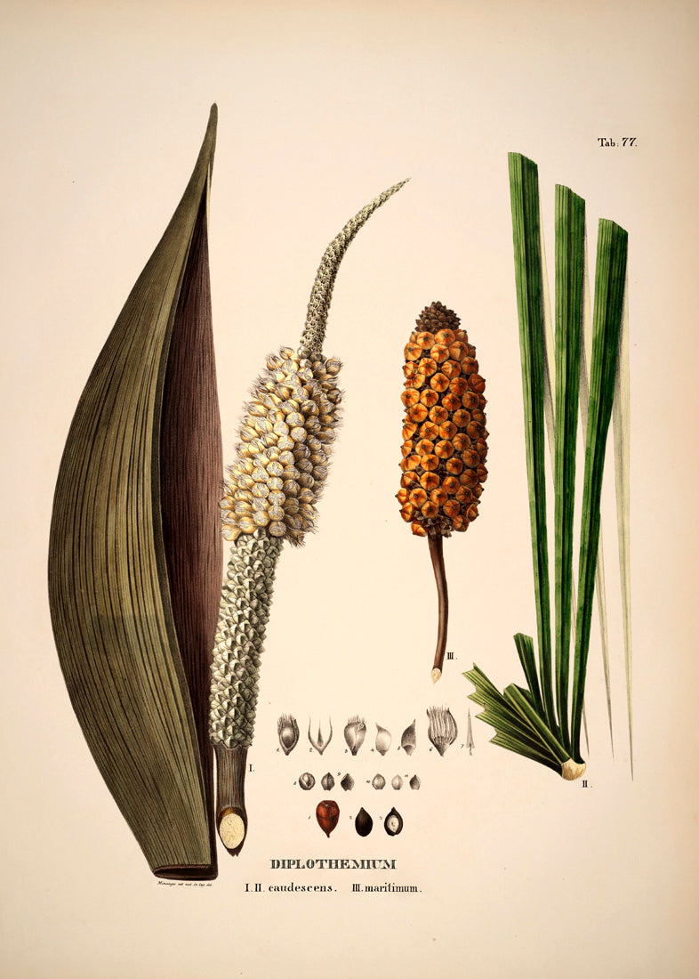 Diplothemium Caudescens & Maritimum