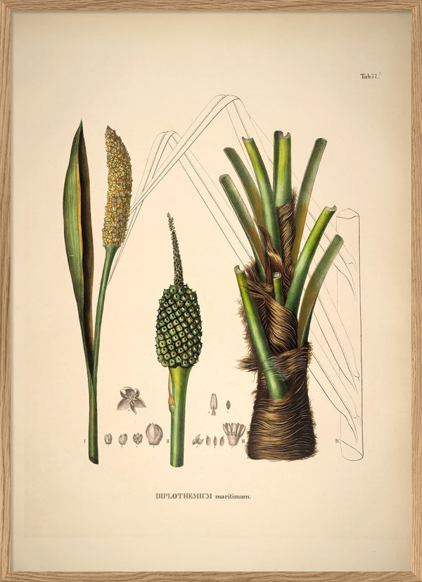 Diplothemium Maritimum