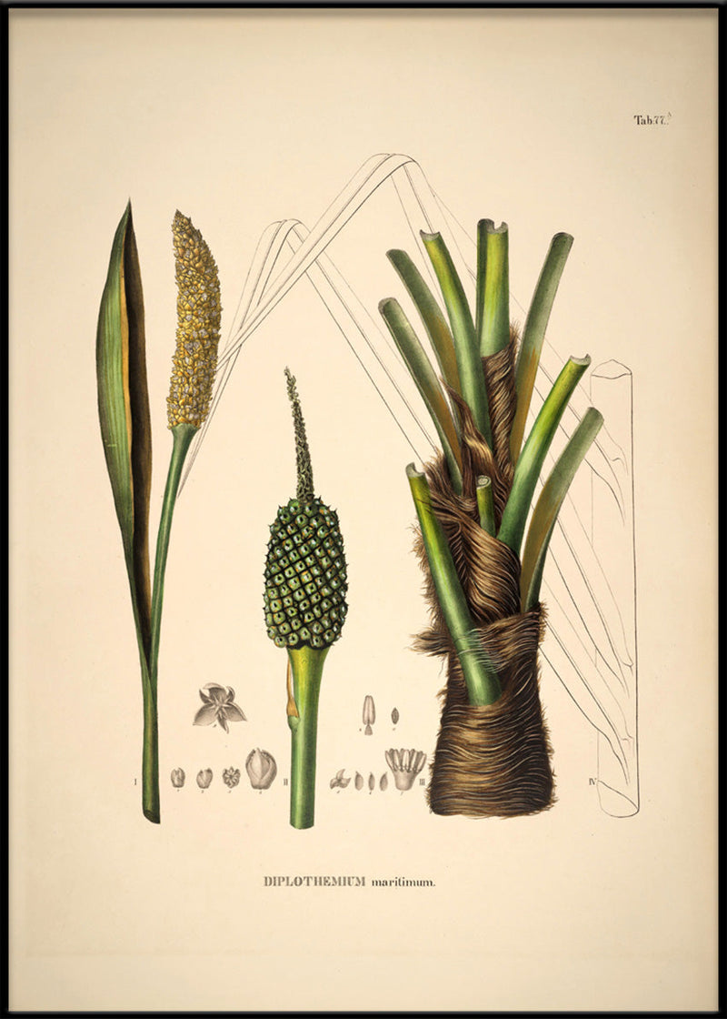 Diplothemium Maritimum