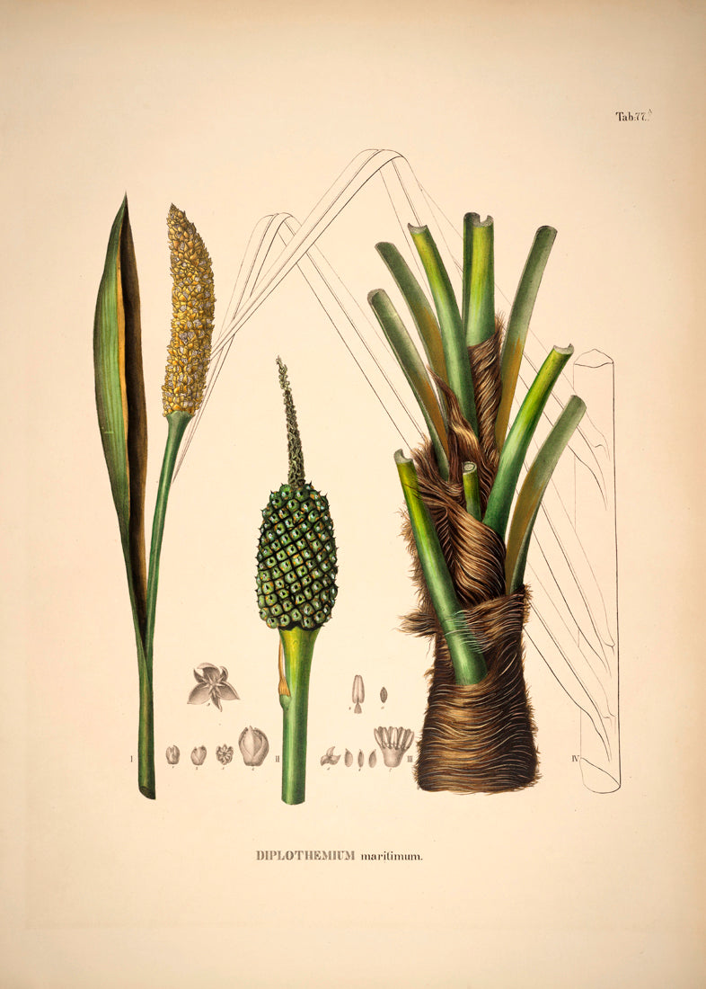 Diplothemium Maritimum