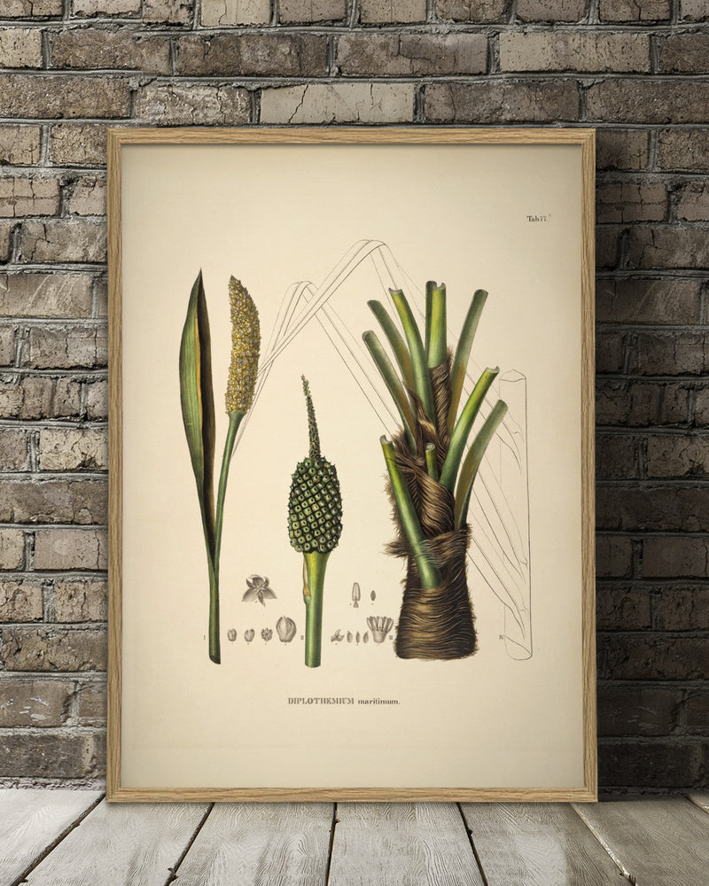 Diplothemium Maritimum