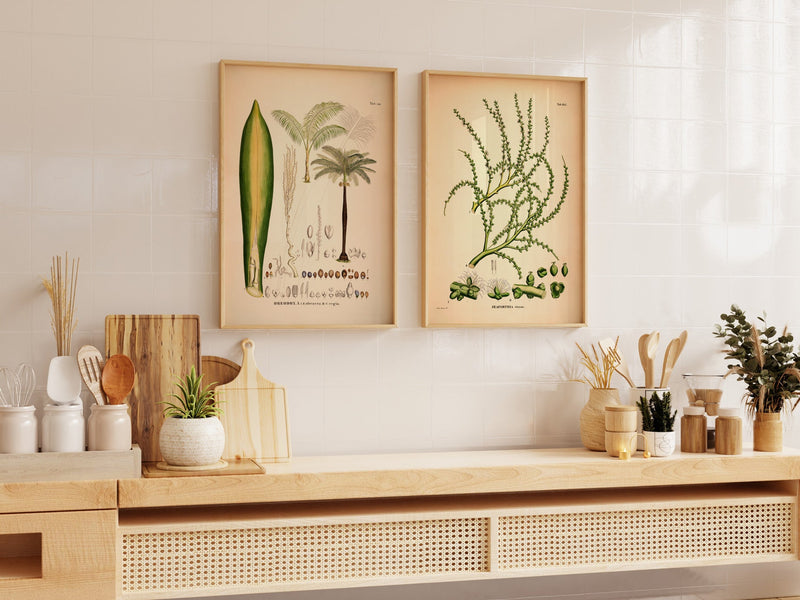 Oreodoxa Oleracea & Regia