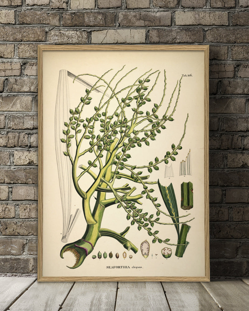 Seaforthia Elegans
