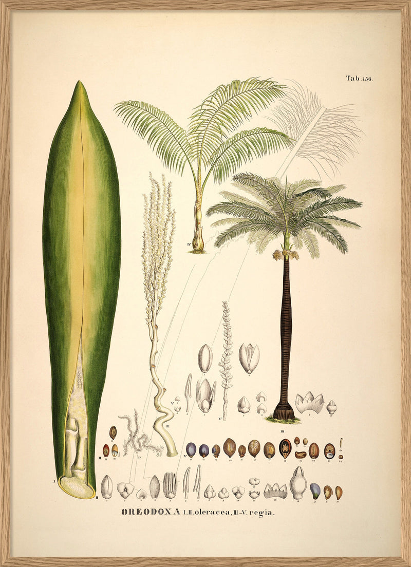 Oreodoxa Oleracea & Regia