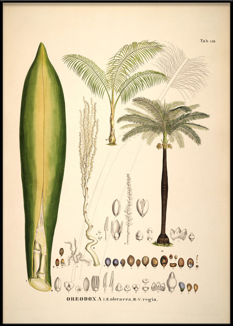 Oreodoxa Oleracea & Regia