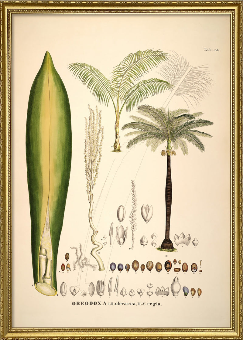 Oreodoxa Oleracea & Regia