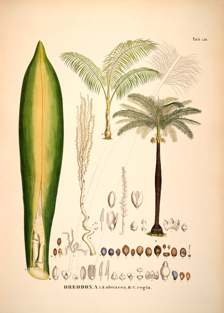 Oreodoxa Oleracea & Regia