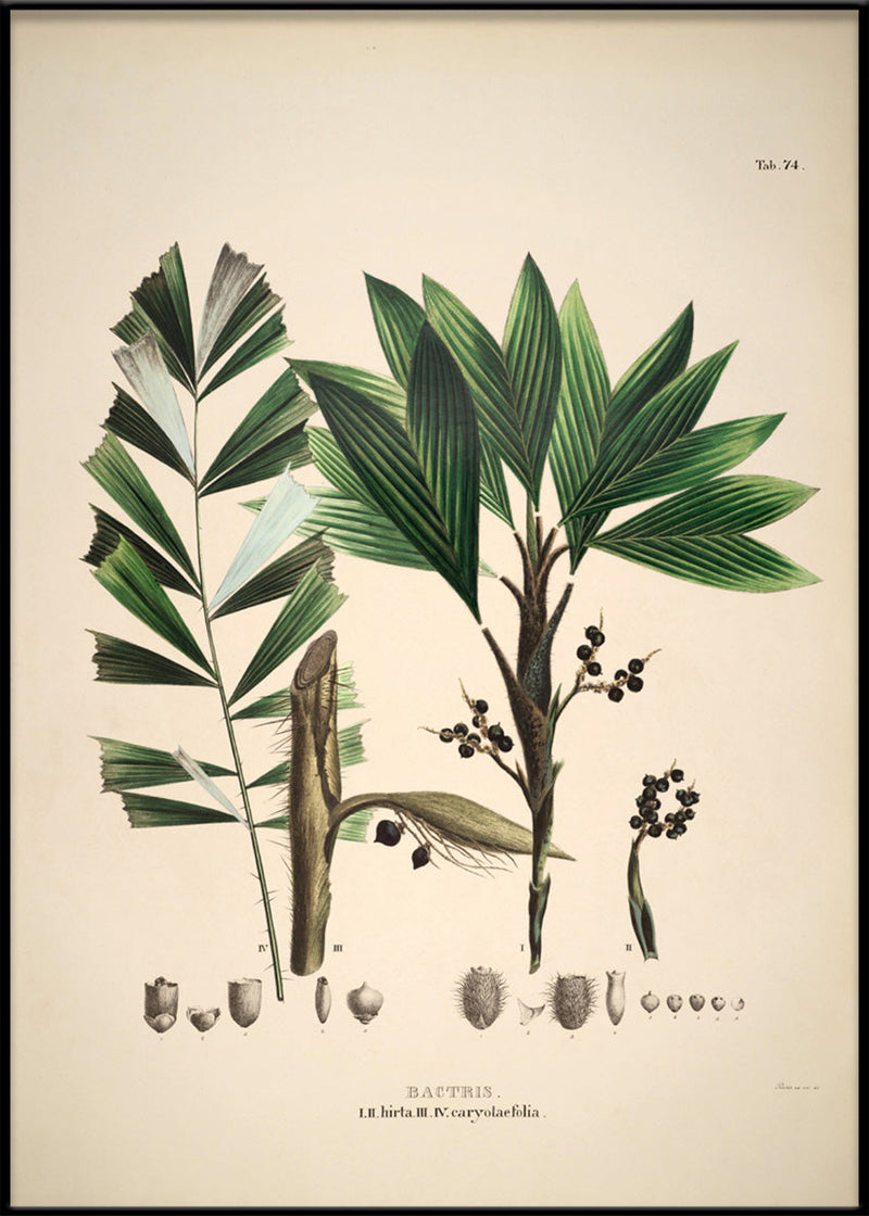 Bactris Hirta & Caryotaefolia