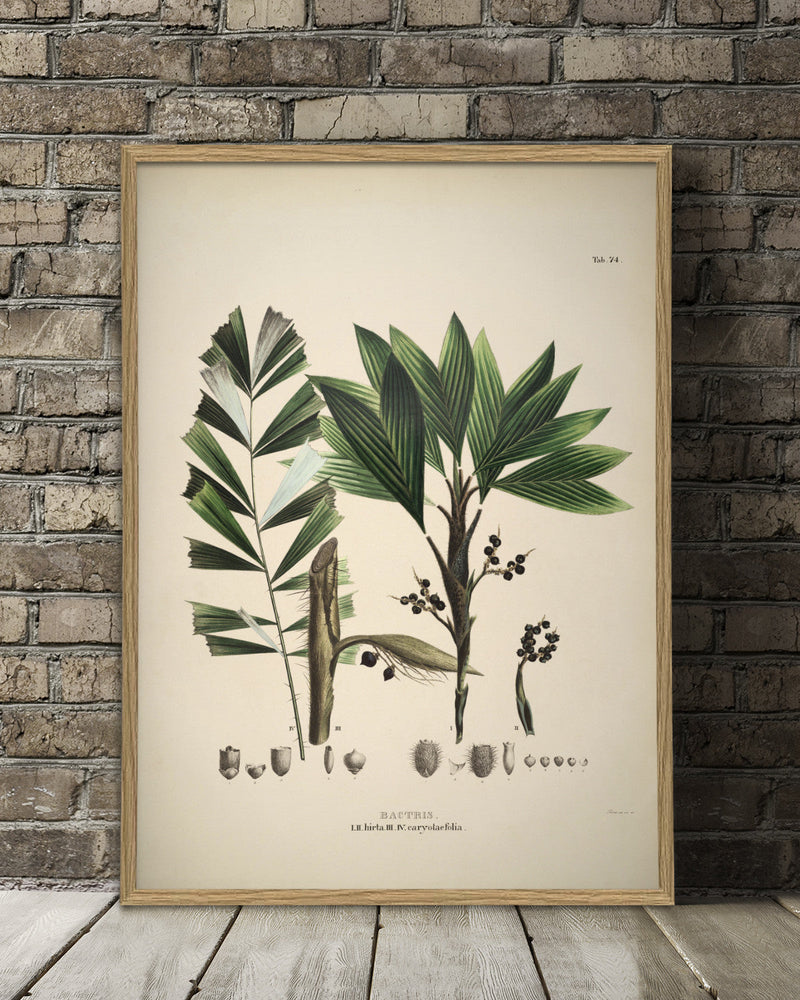 Bactris Hirta & Caryotaefolia