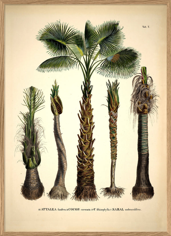 Attalea Funifera Cocos Coronata et Al