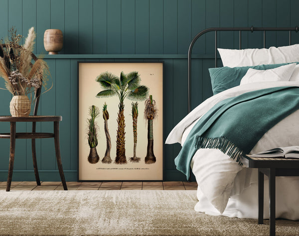 Attalea Funifera Cocos Coronata et Al