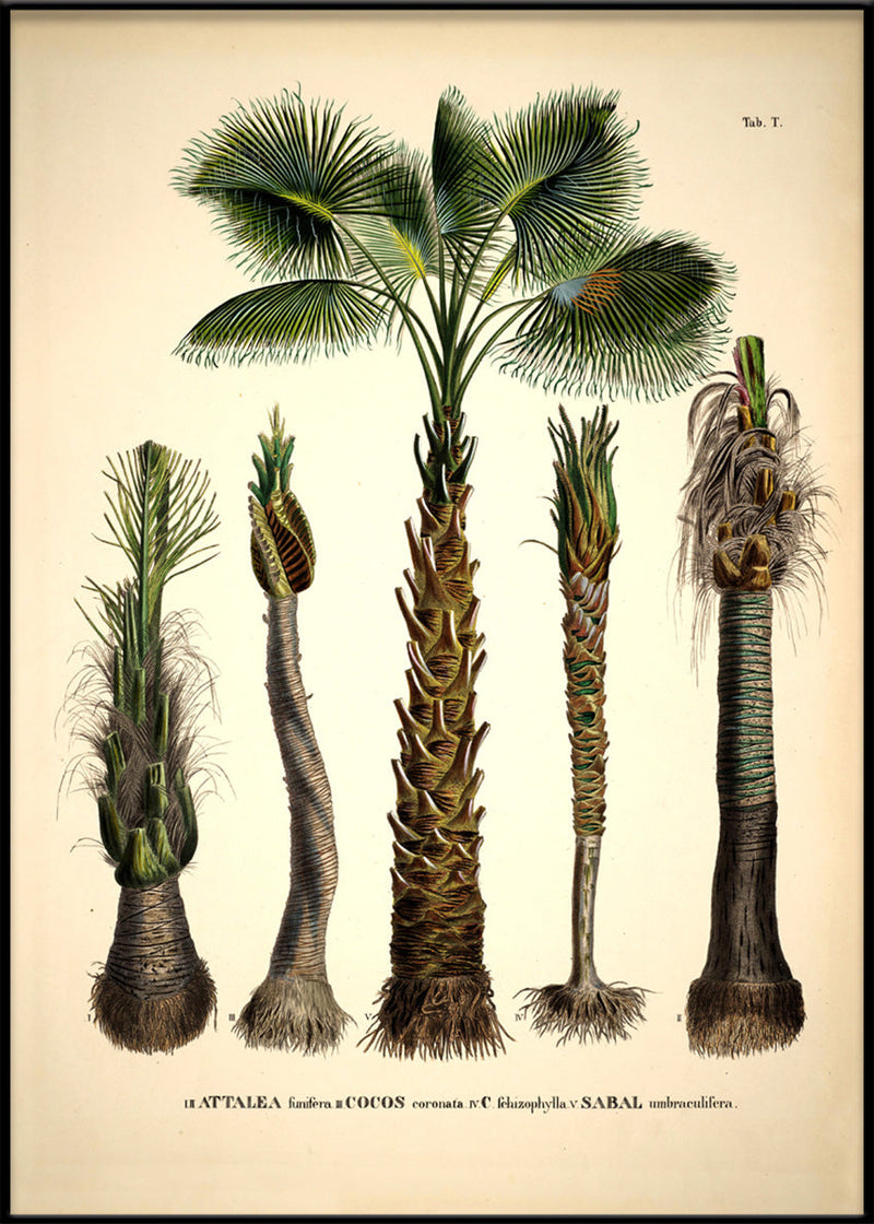 Attalea Funifera Cocos Coronata et Al
