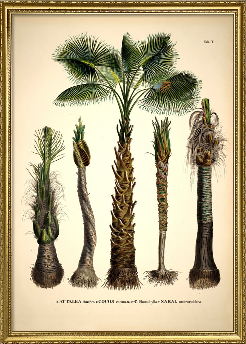 Attalea Funifera Cocos Coronata et Al