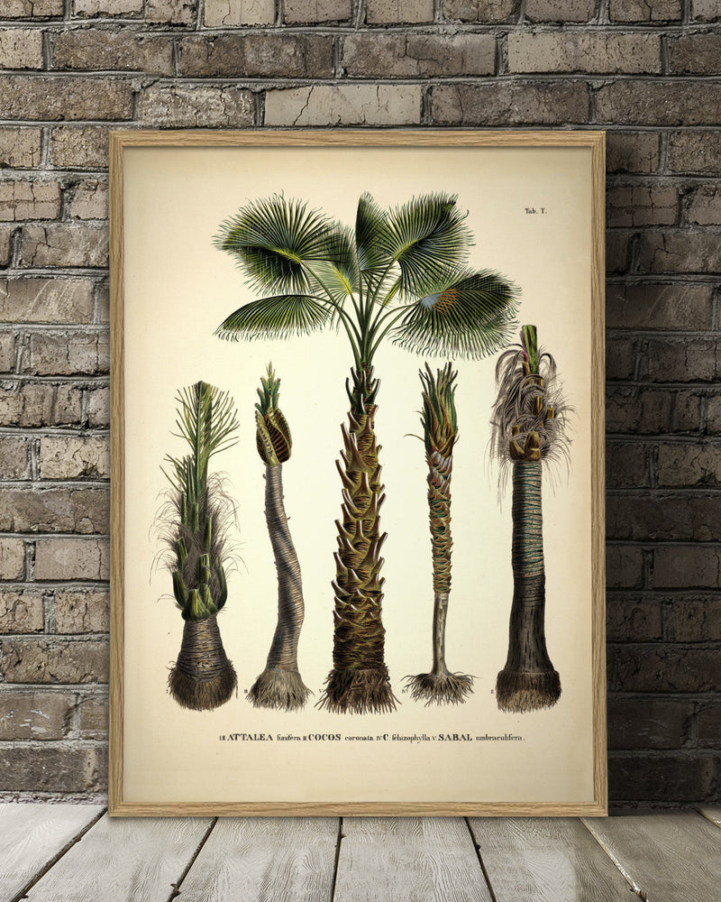 Attalea Funifera Cocos Coronata et Al