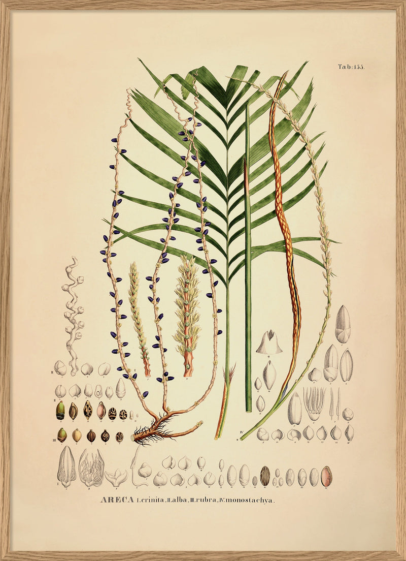 Areca Crinita Alba Rubra Monostachya