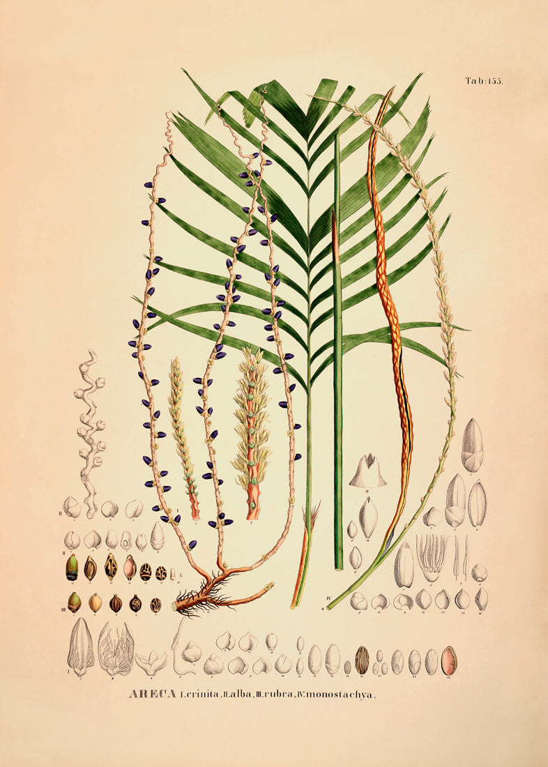 Areca Crinita Alba Rubra Monostachya