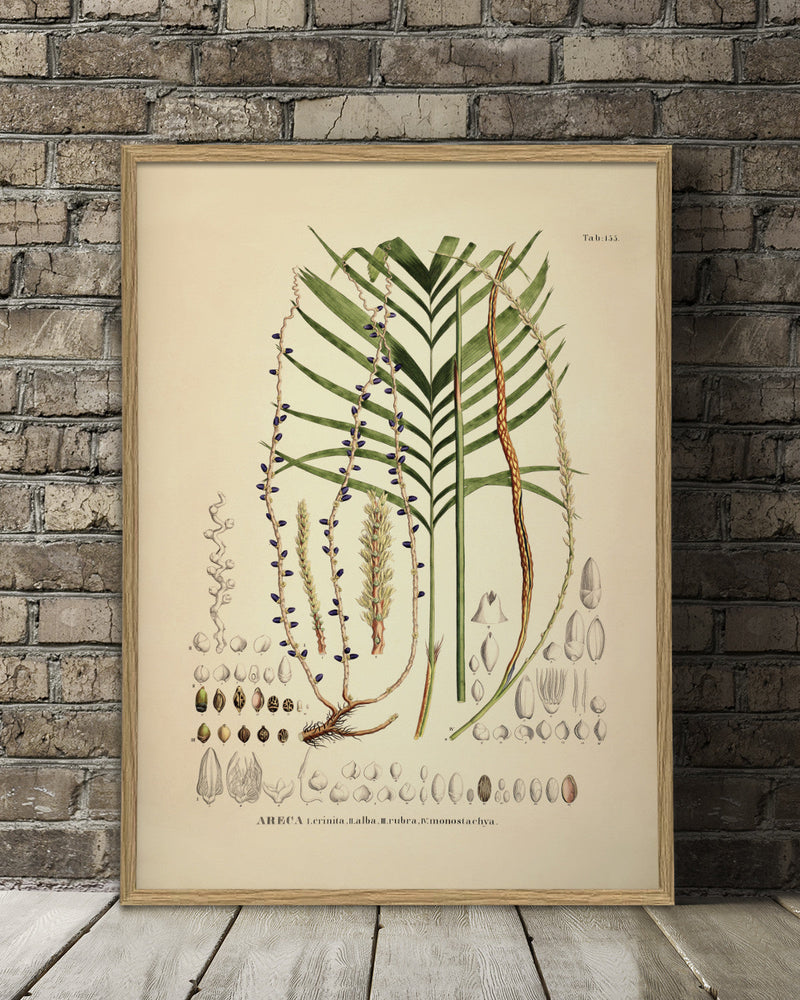 Areca Crinita Alba Rubra Monostachya