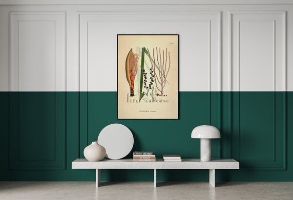 Bentinkia Coddapanna