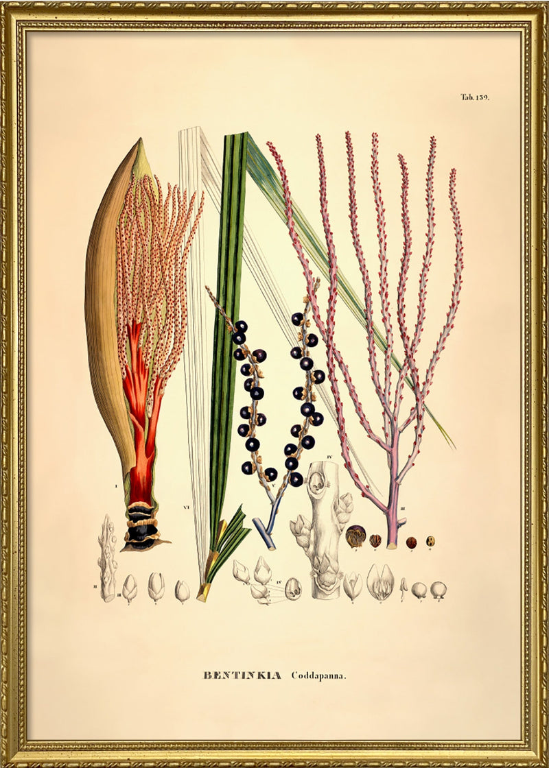 Bentinkia Coddapanna