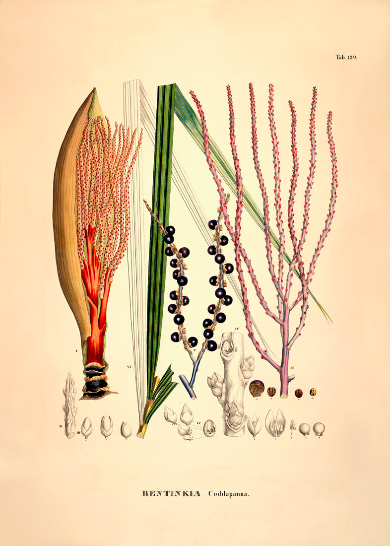 Bentinkia Coddapanna