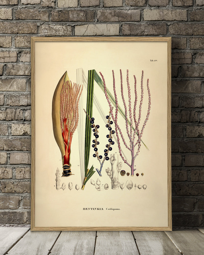Bentinkia Coddapanna