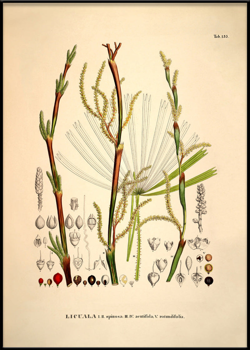 Licuala Spinosa Acutifida Rotundifolia