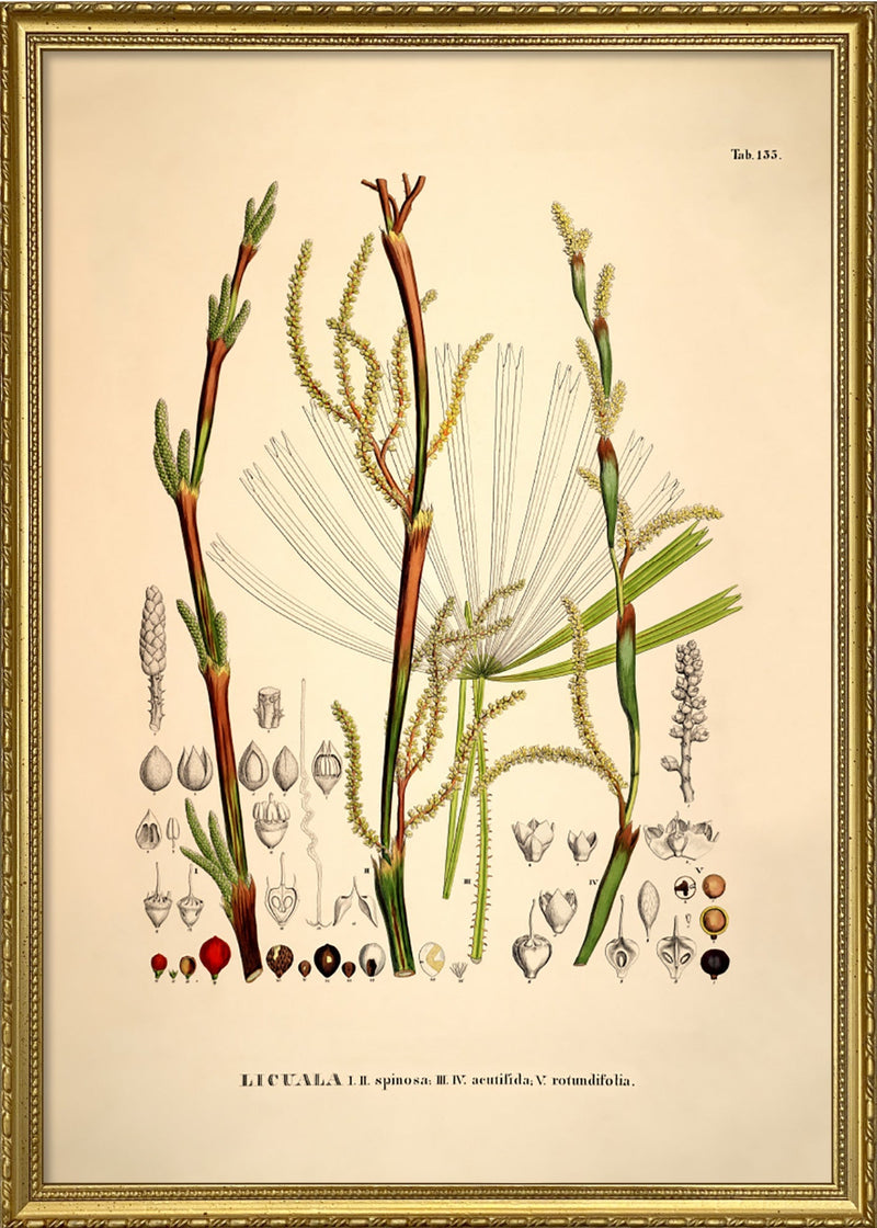 Licuala Spinosa Acutifida Rotundifolia