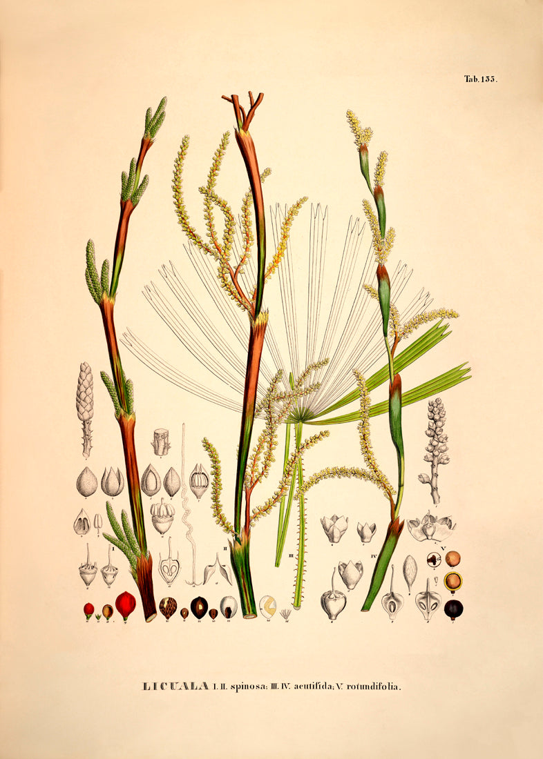 Licuala Spinosa Acutifida Rotundifolia