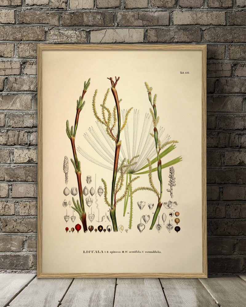 Licuala Spinosa Acutifida Rotundifolia