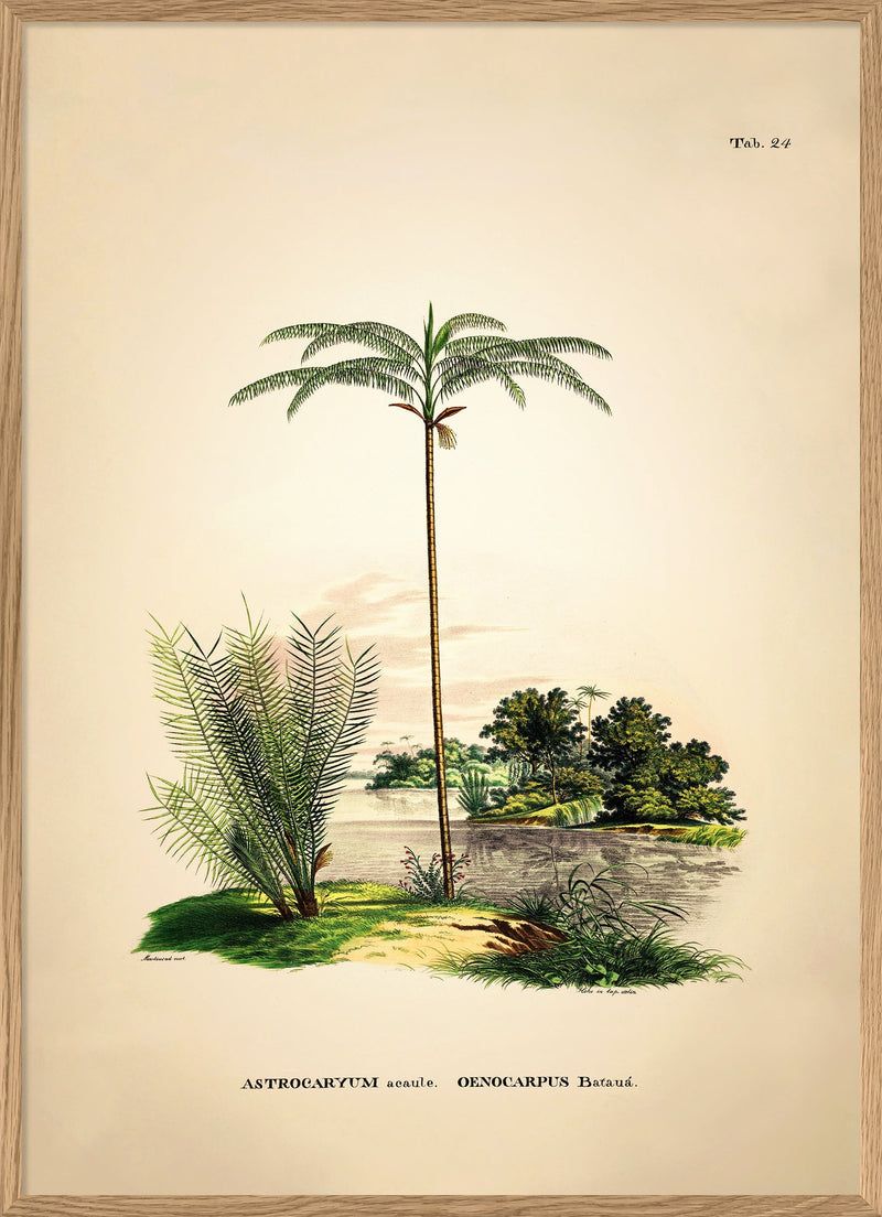 Astrocaryum Acaule Oenocarpus Bataua