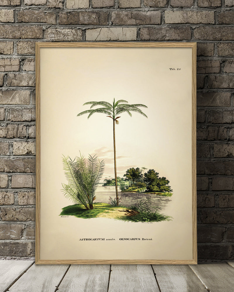 Astrocaryum Acaule Oenocarpus Bataua