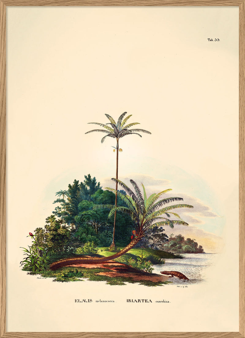 Elæis Melanoeocca Irlartea Exorrhiza