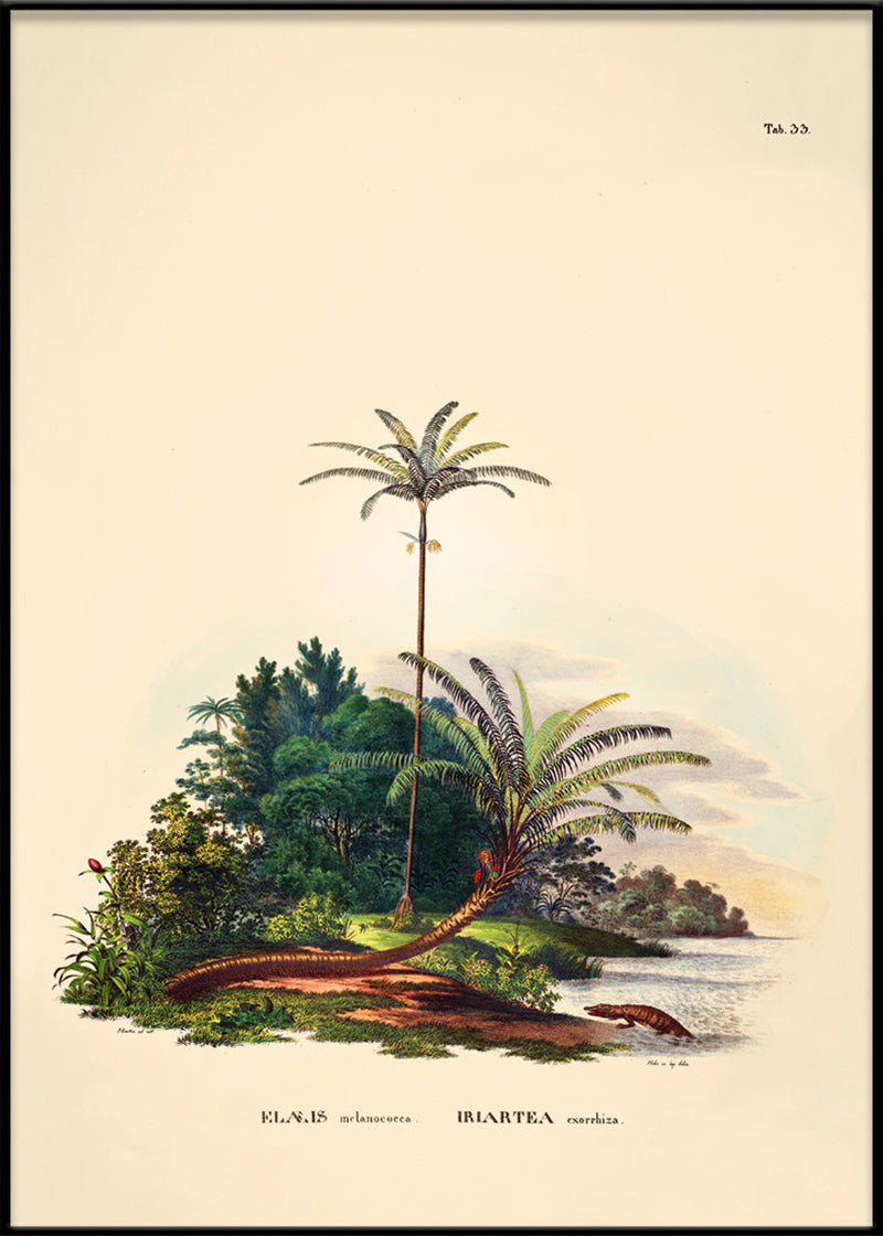 Elæis Melanoeocca Irlartea Exorrhiza