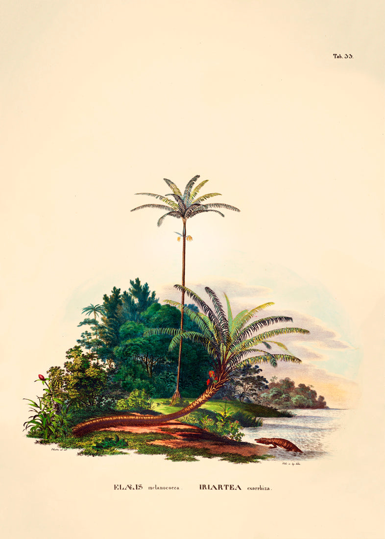 Elæis Melanoeocca Irlartea Exorrhiza