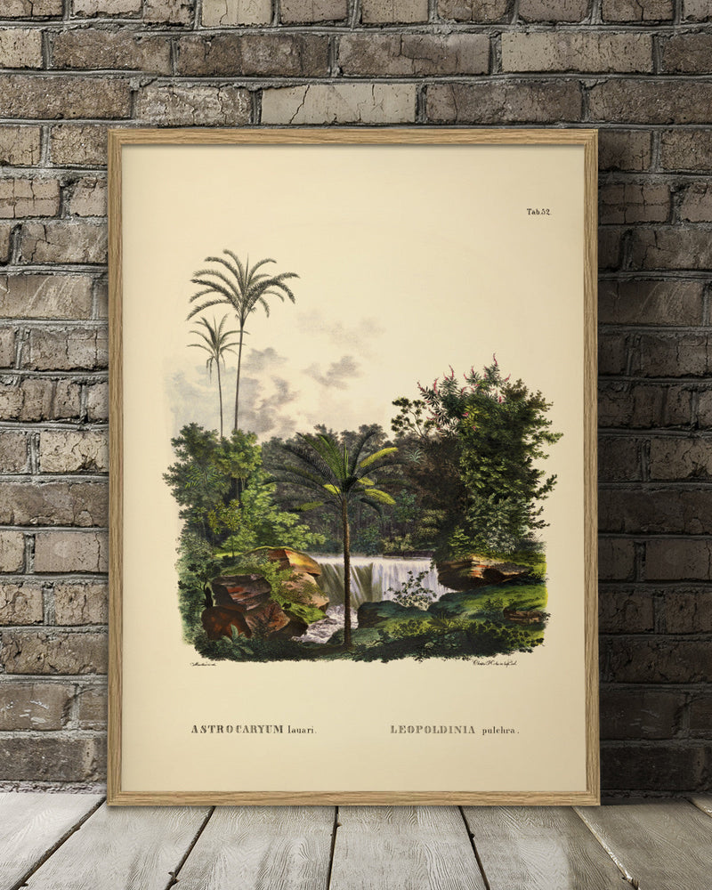 Astrocaryum Lauari Leopoldinia