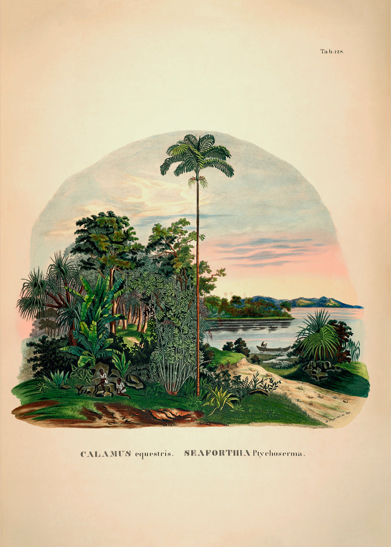 Calamus Equestris Seaforthia