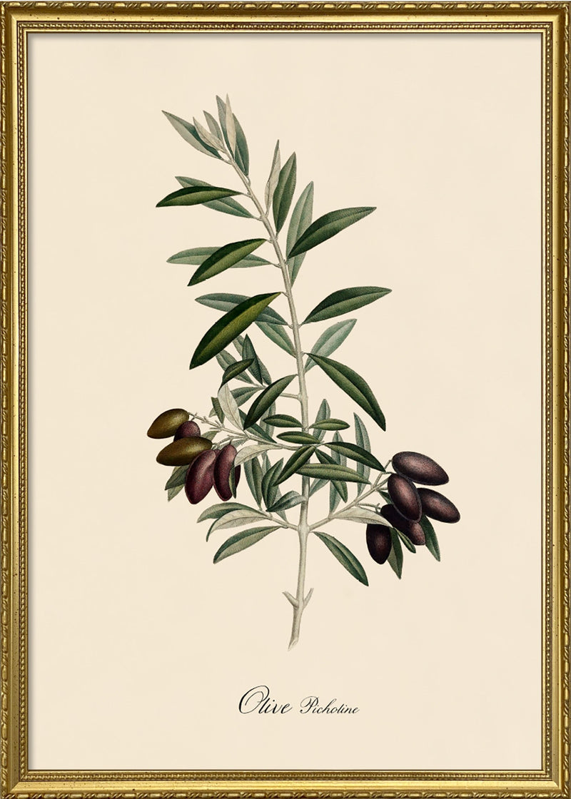Olive Picholine