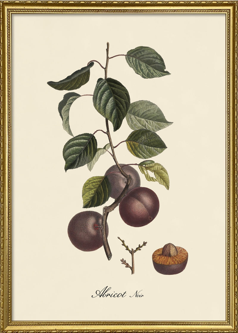 Abricot Noir