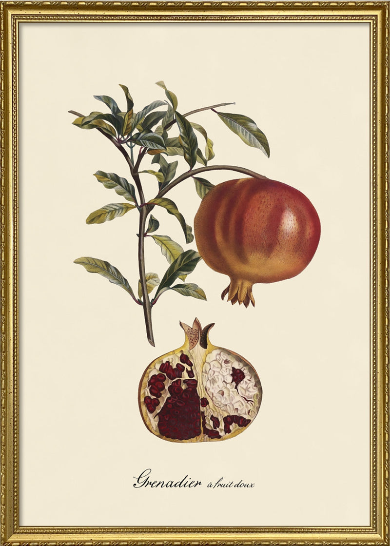 Grenadier à Fruit Doux